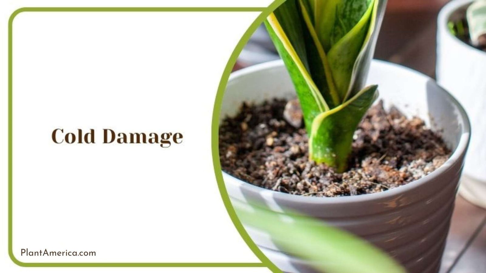 Cold Damage Effect on Dracaena Plant Plant America Cold Damage Effect on Dracaena Plant Plant America