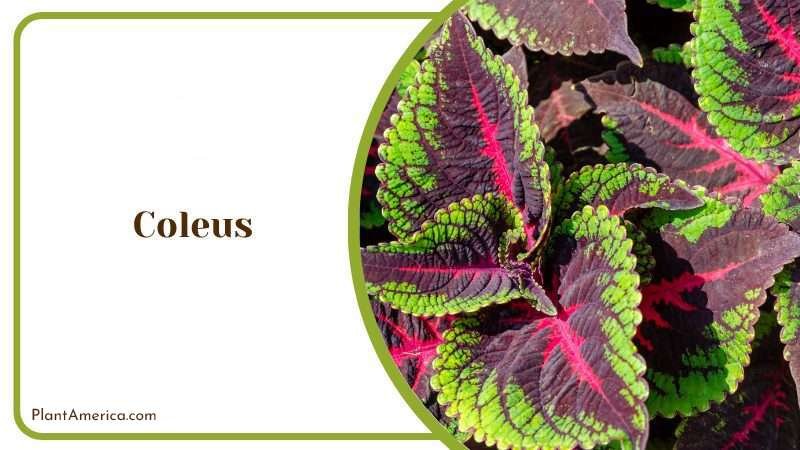 Coleus Plant Plant America Coleus Plant Plant America