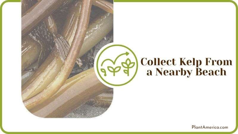Collect Kelp From a Nearby Beach PlantAmerica