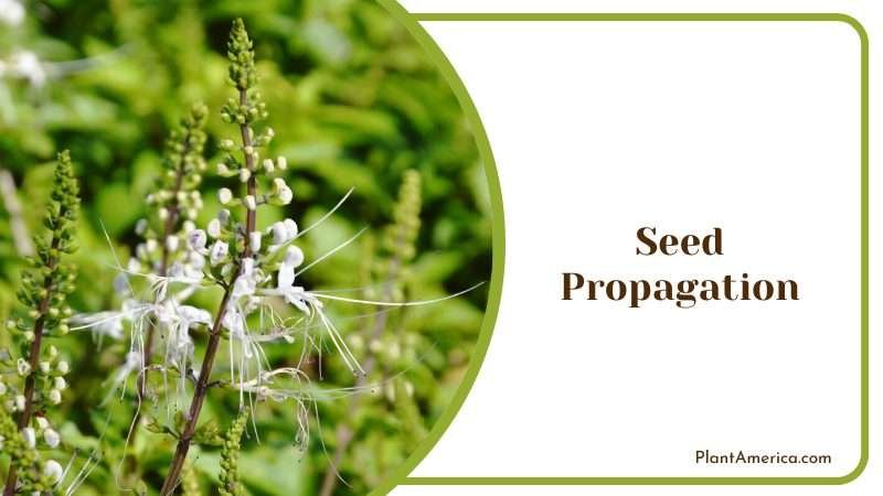 Collecting and Planting Seed Propagation Plant America