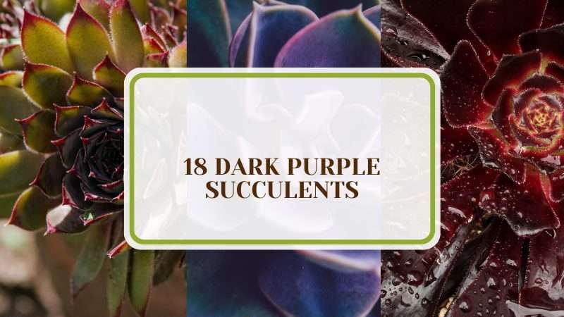 Collection of Dark Purple Succulents Plant America 18 Dark Purple Succulents for Your Beautiful Collection