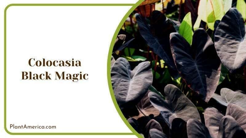 Colocasia Black Magic Purple Black Leaves Plants for Home PlantAmerica