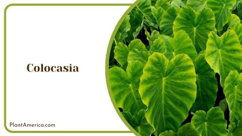 Colocasia Flowers Pharaohs Mask Plant Breeder in Home Gardens PlantAmerica