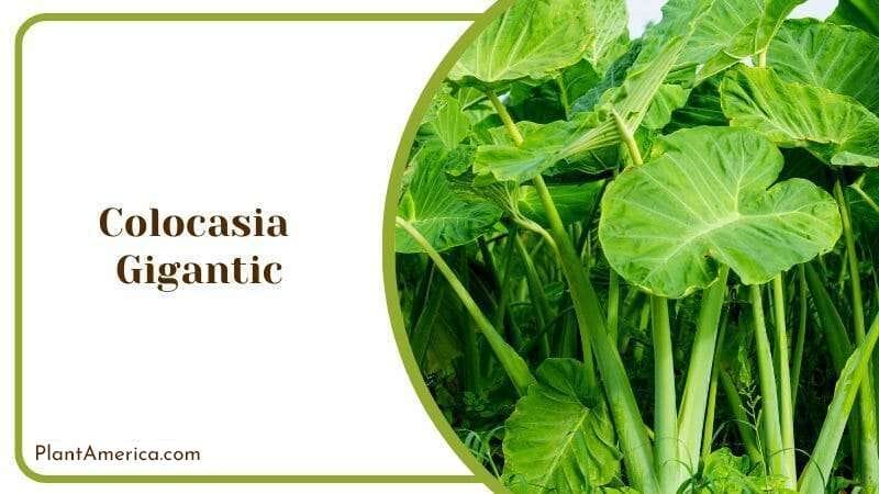 Colocasia Gigantic Elephant Ears Plant for Indoor and Outdoor Use PlantAmerica