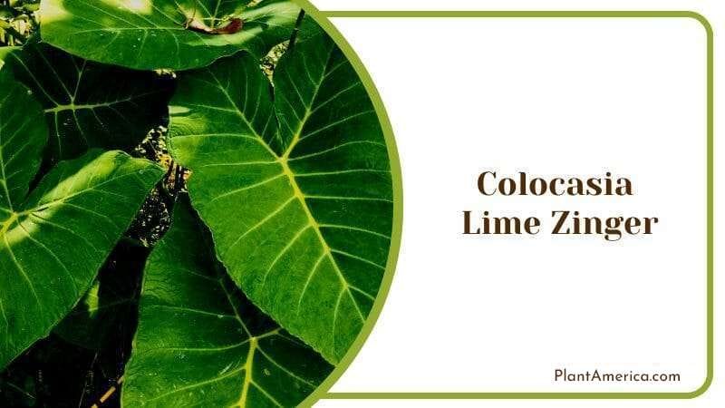 Colocasia Lime Zinger esculenta Elena Plant from Tropical Areas PlantAmerica