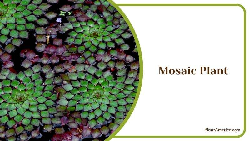 Colored Craze Mosaic Plant Plant America