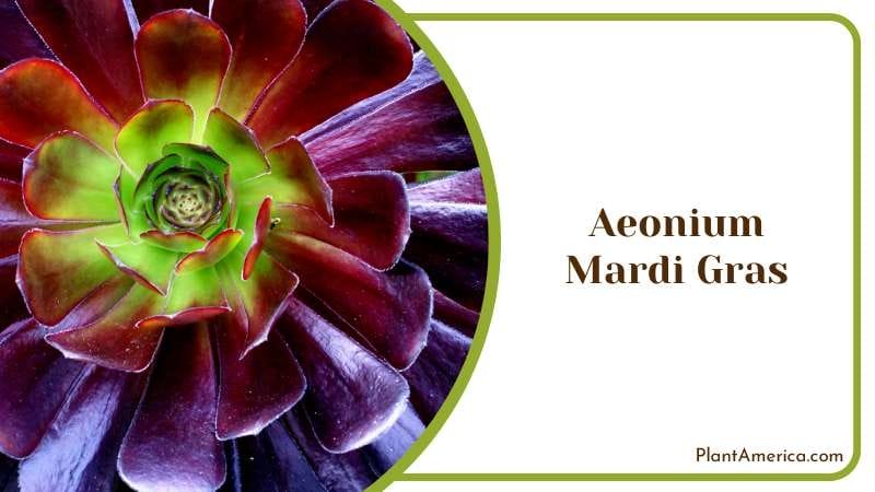 Colorful Aeonium Mardi Gras Succulent Plant America Colorful Aeonium Mardi Gras Succulent Plant America