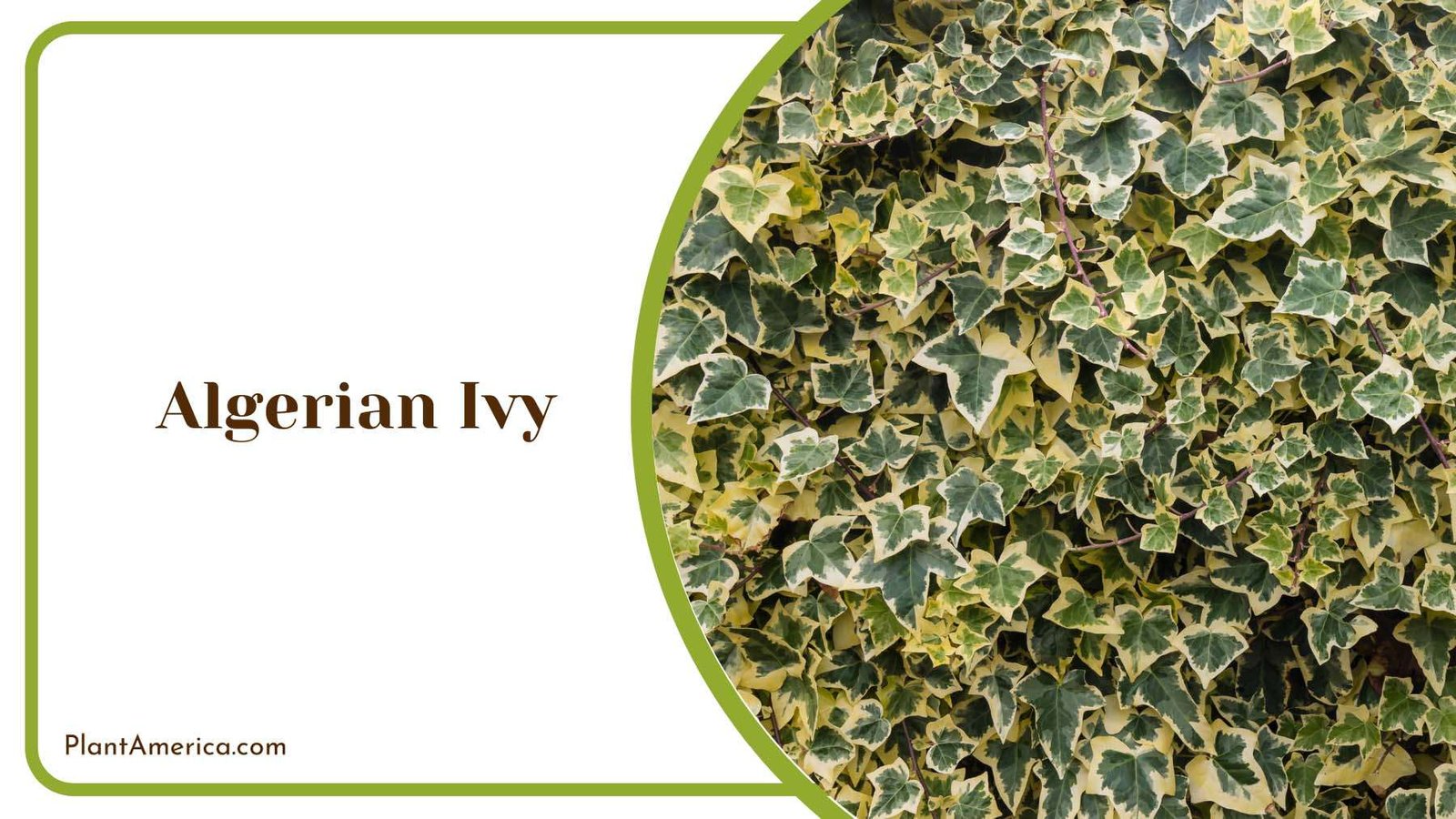 Colorful Algerian Ivy Plant America