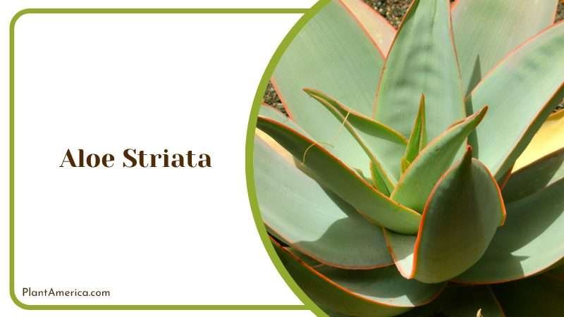 Colorful Aloe Striata