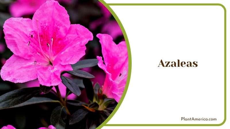 Colorful Azalea Flowering Shrub Plant America