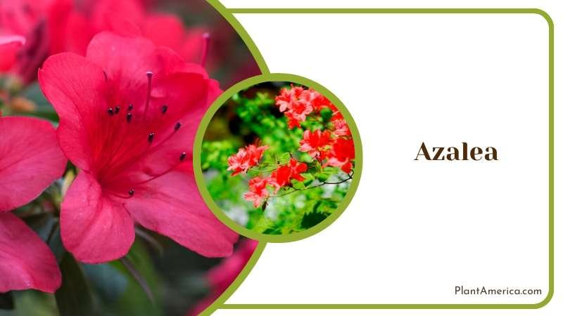 Colorful Azalea Shrubs Plant America