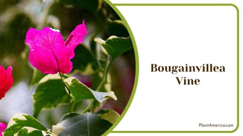 Colorful Bougainvillea Vine Plant America