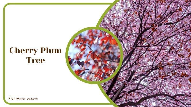 Colorful Cherry Plum Tree Plant America
