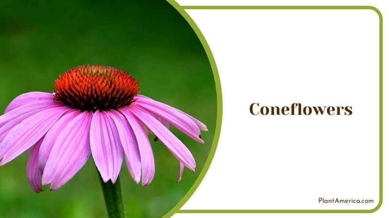 Colorful Coneflowers in a Garden Plant America Colorful Coneflowers in a Garden Plant America
