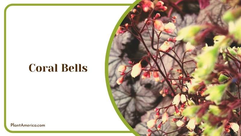 Colorful Coral Bells Perennial Plant America Colorful Coral Bells Perennial Plant America