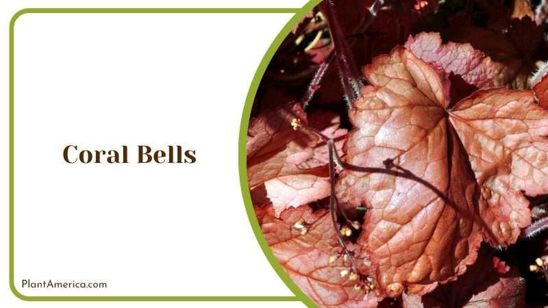 Colorful Coral Bells Plant America