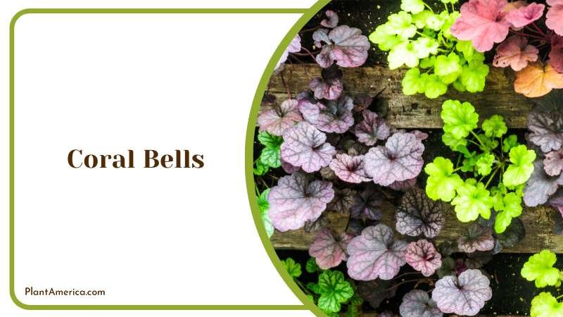 Colorful Coral Bells on Woods Plant America