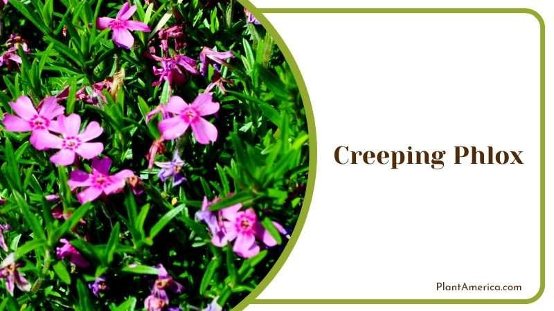 Colorful Creeping Phlox Flowers Plant America