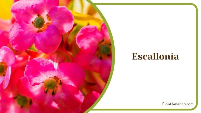 Colorful Escallonias for Hedges Plant America
