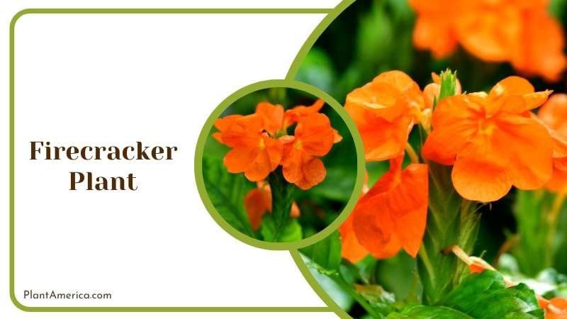 Colorful Firecracker Plant Plant America