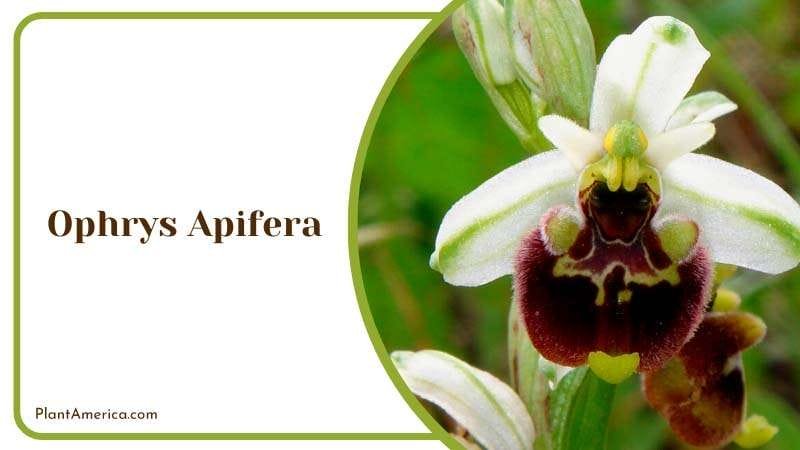Colorful Flower of Ophrys Apifera Plant America