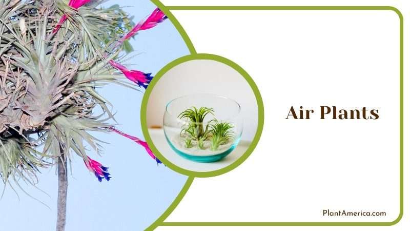 Colorful Flowers of Air Plants Plant America Colorful Flowers of Air Plants Plant America