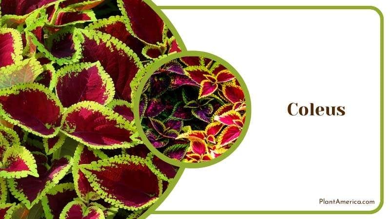 Colorful Foliage of Coleus Plant America