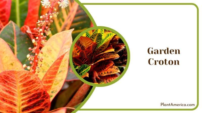 Colorful Garden Croton Leaves Plant America 1