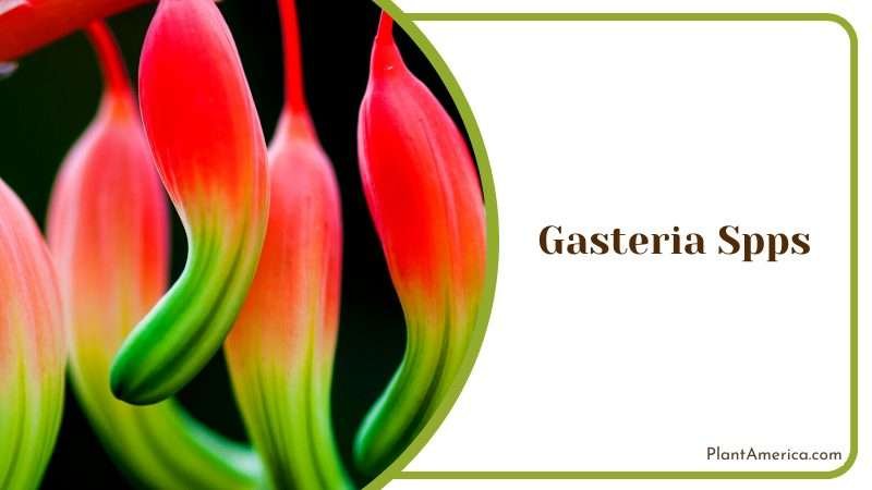 Colorful Gasteria Spps Plants Plant America