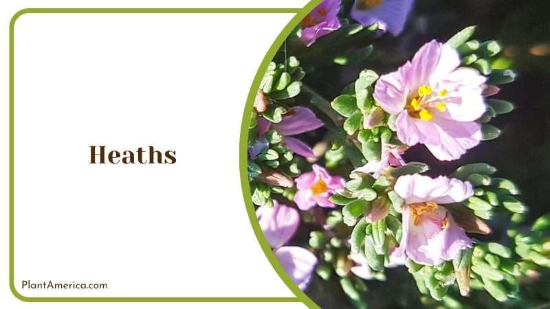 Colorful Heath Flowers Plant America
