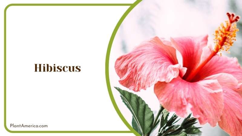 Colorful Hibiscus Flowers Plant America 1