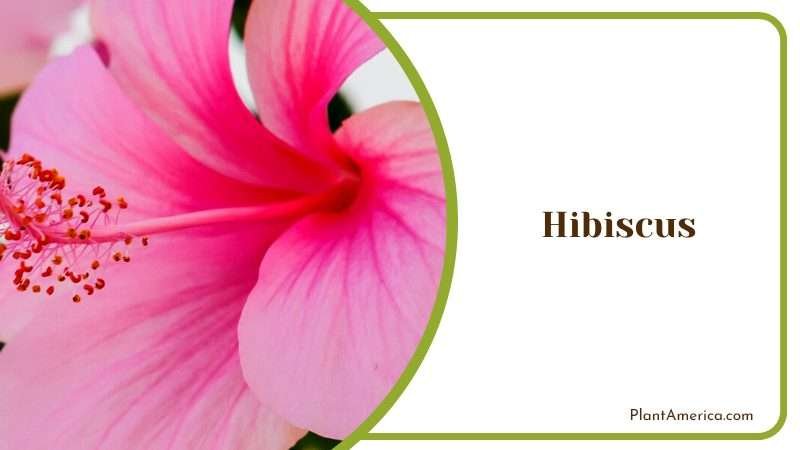Colorful Hibiscus Flowers Plant America