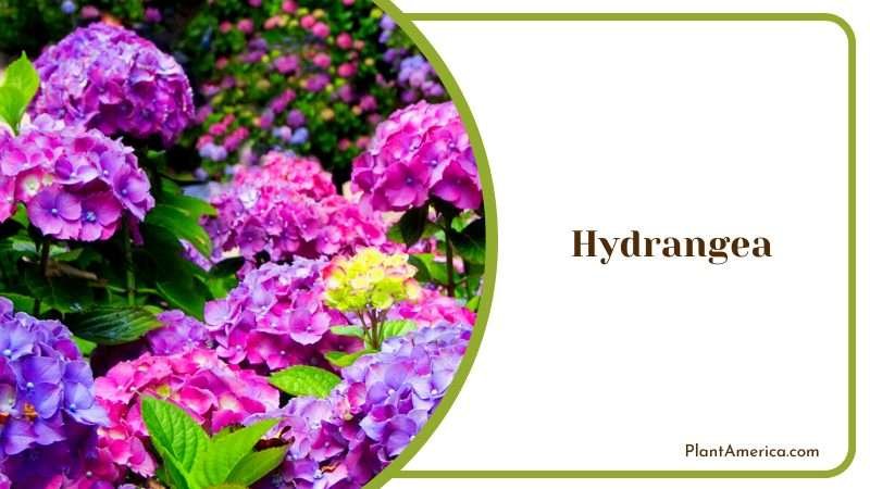 Colorful Hydrangea Garden Flowers Plant America Colorful Hydrangea Garden Flowers Plant America