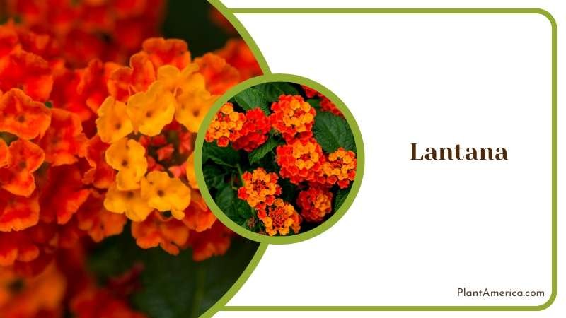 Colorful Lantana Flowers Plant America