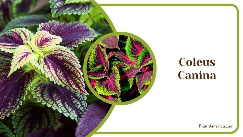 Colorful Leaves of Coleus Canina PlantAmerica