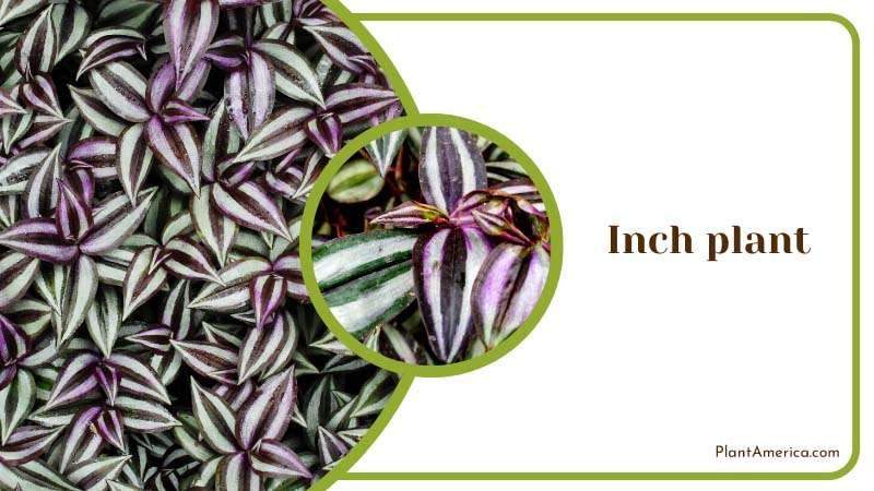 Colorful Leaves of Inch plants Plant America