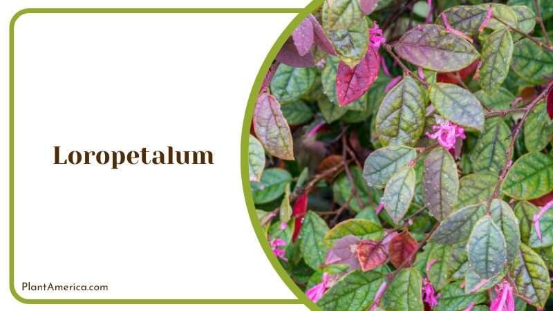 Colorful Leaves of Loropetalum Plants PlantAmerica Colorful Leaves of Loropetalum Plants PlantAmerica