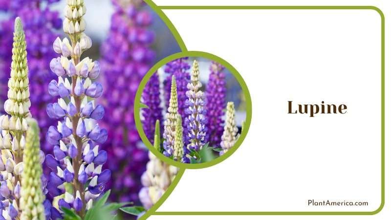 Colorful Lupine Plants Plant America