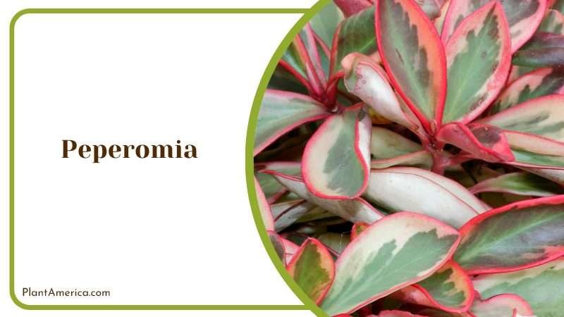 Colorful Peperomia Leaves Plant America