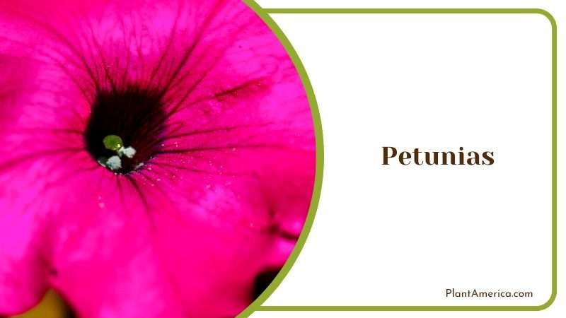 Colorful Petunia Blooms PlantAmerica