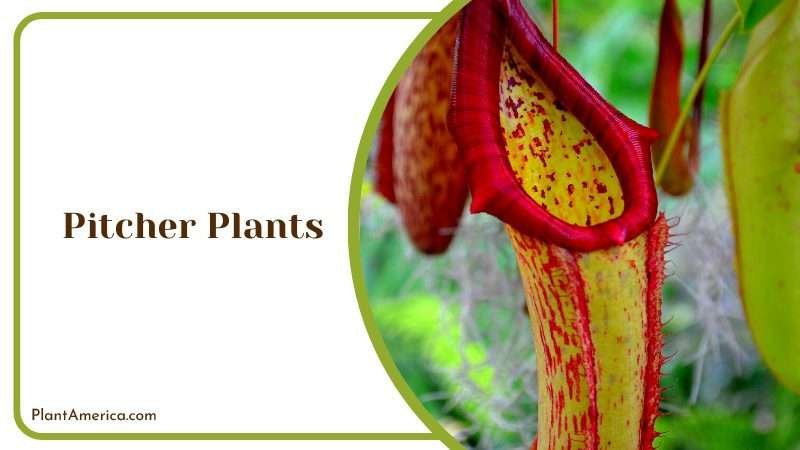 Colorful Pitcher Plants Hanging in Air Plant America