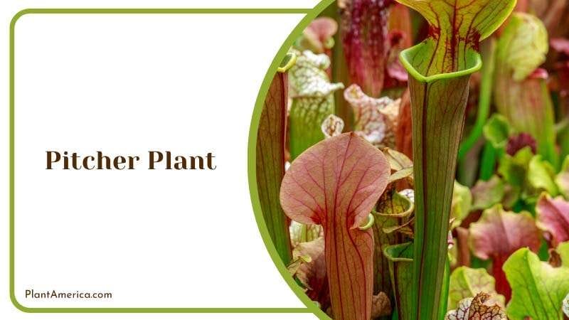 Colorful Pitcher Plants PlantAmerica Colorful Pitcher Plants PlantAmerica