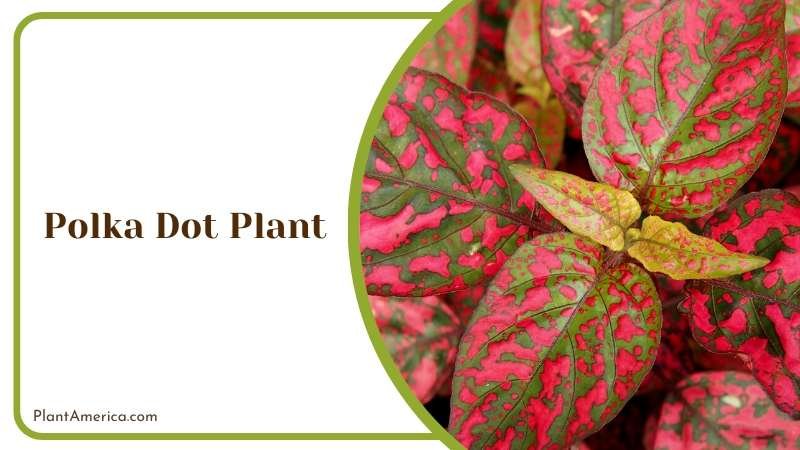 Colorful Polka Dot Plant Plant America Colorful Polka Dot Plant Plant America