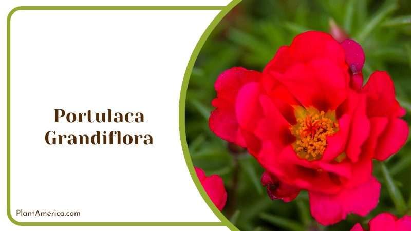 Colorful Portulaca Grandiflora Plant America