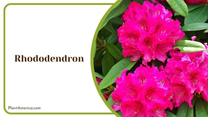Colorful Rhododendron Bush Plant America