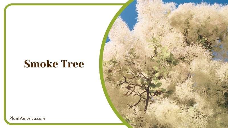 Colorful Smoke Trees Plant America Colorful Smoke Trees Plant America