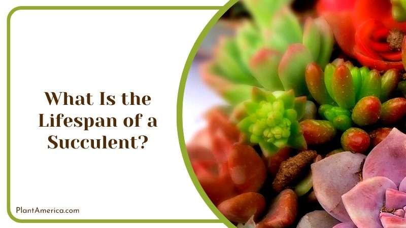 Colorful Succulent Plants Plant America Colorful Succulent Plants Plant America