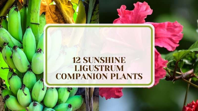 Colorful Sunshine Ligustrum Companion Plants PlantAmerica 12 Sunshine Ligustrum Companion Plants: Add Color to Your Sun Garden