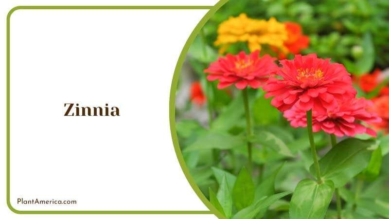 Colorful Zinnia Flowers Plant America