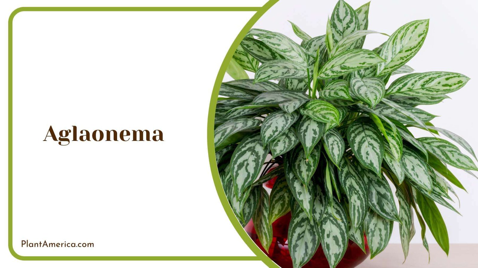 Colourful Aglaonema Plant Plant America